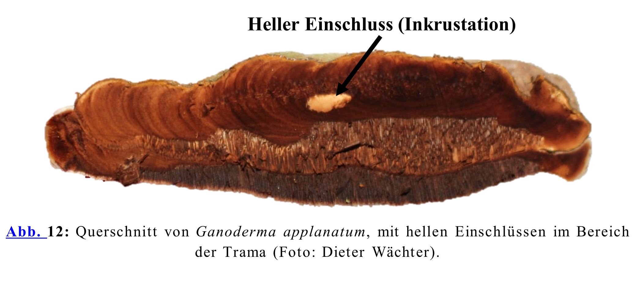 Querschnitt von Ganoderma applanatum, mit hellen Einschlüssen im Bereich der Trama (Foto: Dieter Wächter).