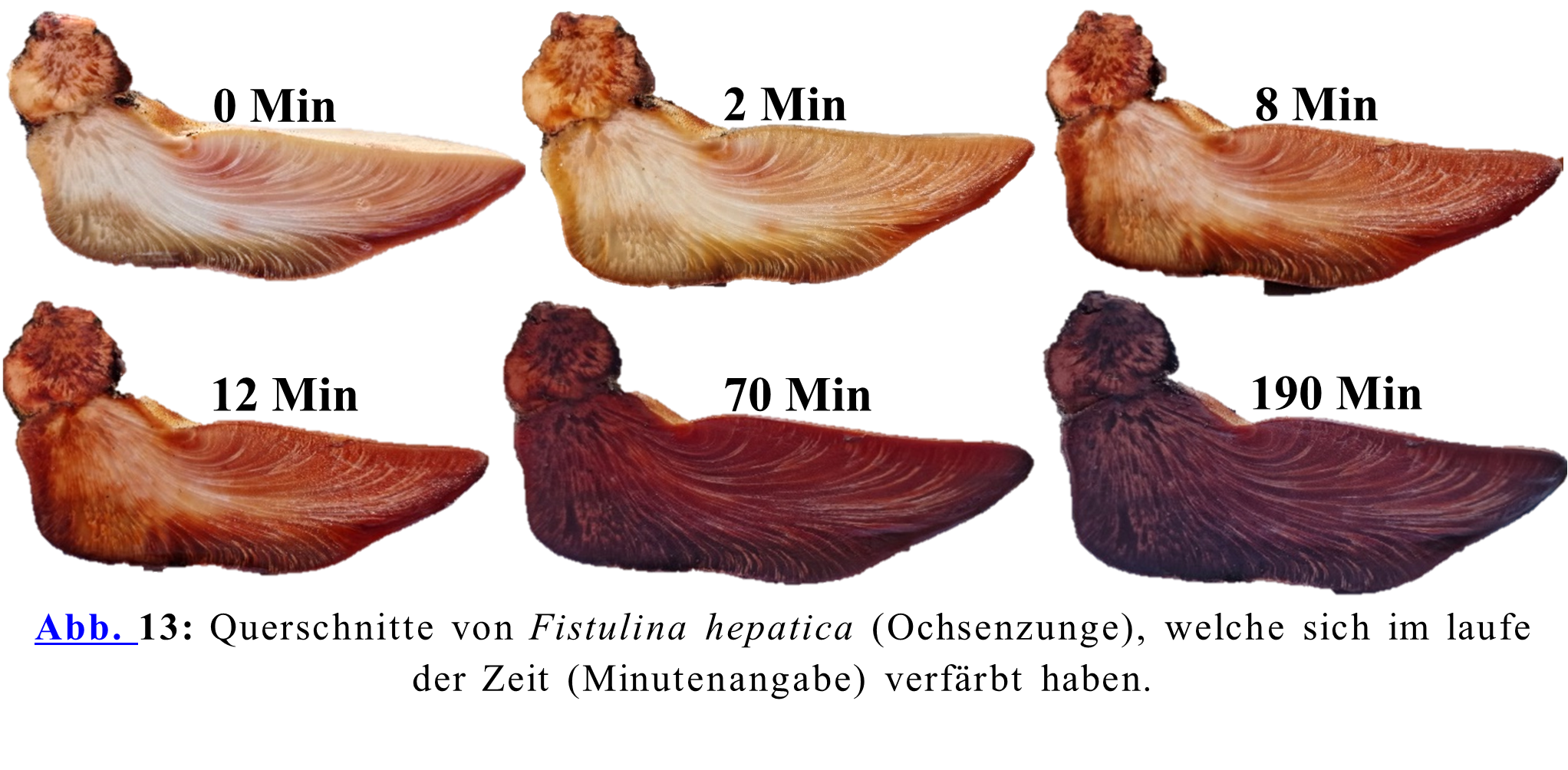 Querschnitte von Fistulina hepatica (Ochsenzunge), welche sich im laufe der Zeit (Minutenangabe) verfärbt haben.
