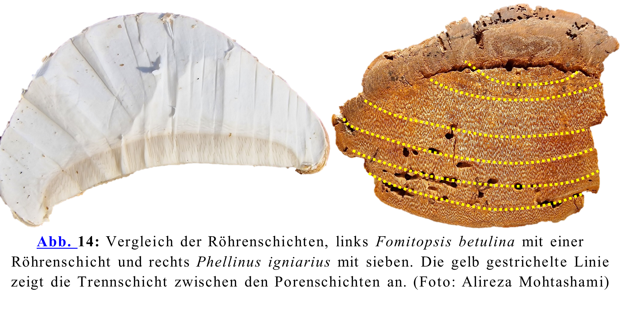 Vergleich der Röhrenschichten, links Fomitopsis betulina mit einer Röhren-schicht und rechts Phellinus igniarius mit sieben. Die gelb gestrichelte Linie zeigt die Trennschicht zwischen den Porenschichten an. (Foto: Alireza Mohtashami)