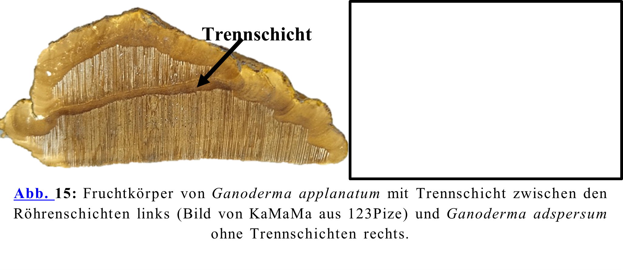 Fruchtkörper von Ganoderma applanatum mit Trennschicht zwischen den Röhrenschichten links (Bild von KaMaMa aus 123Pize) und Ganoderma adspersum ohne Trennschichten rechts.