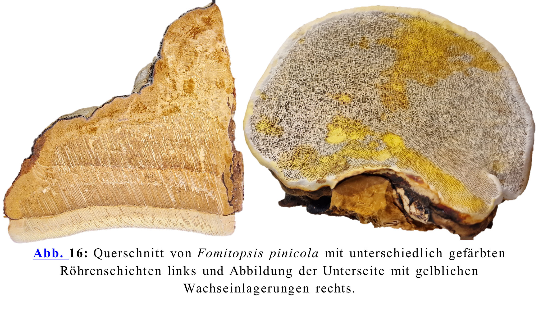 Querschnitt von Fomitopsis pinicola mit unterschiedlich gefärbten Röhren-schichten links und Abbildung der Unterseite mit gelblichen Wachseinlagerungen rechts.