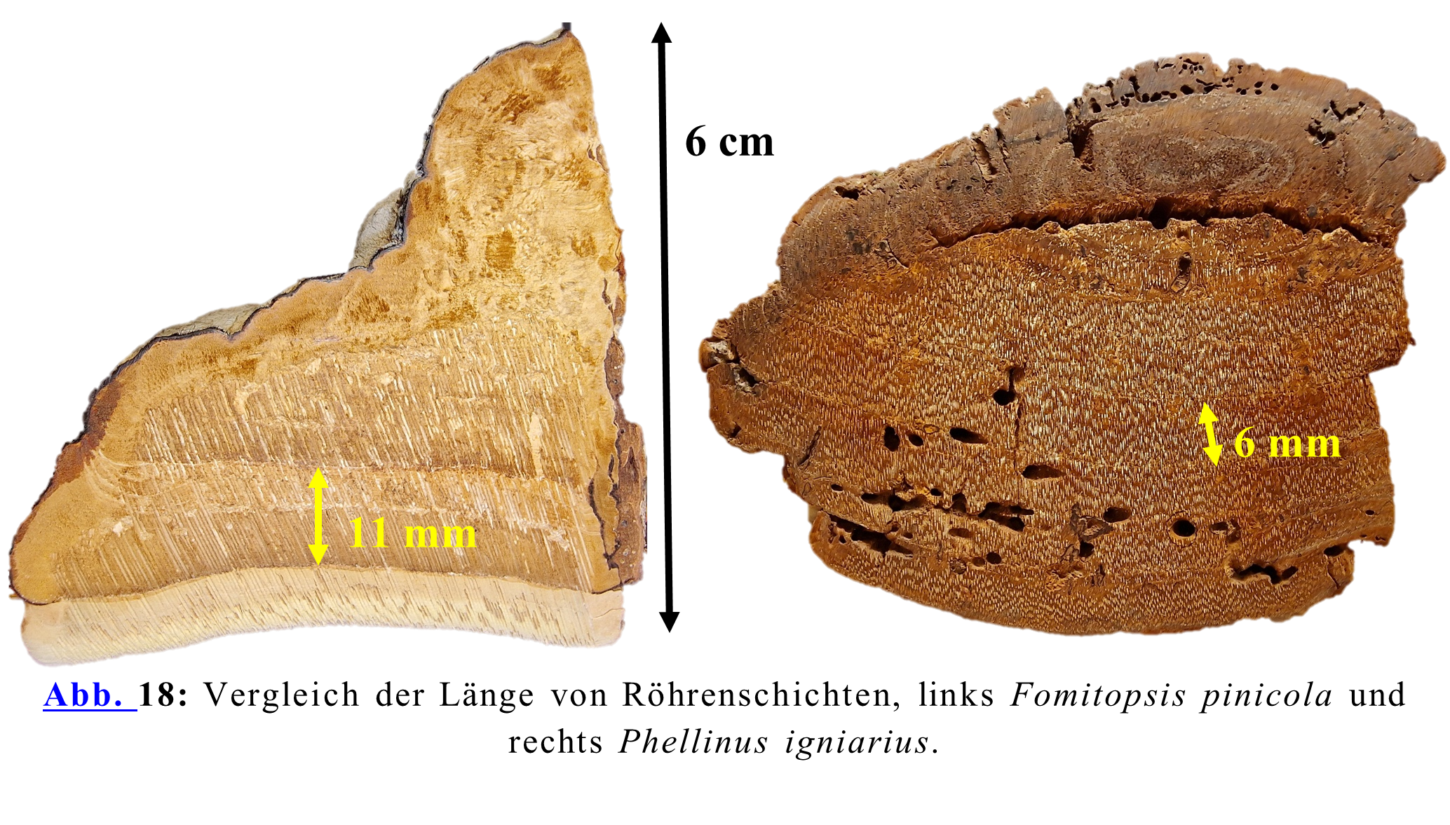 Vergleich der Länge von Röhrenschichten, links Fomitopsis pinicola und rechts Phellinus igniarius.