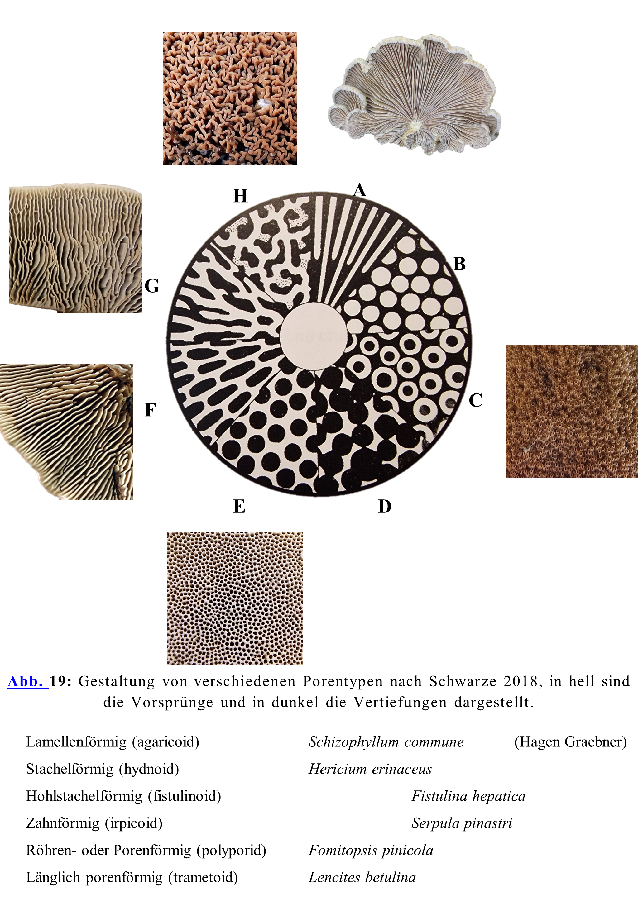 Gestaltung von verschiedenen Porentypen nach Schwarze 2018, in hell sind die Vorsprünge und in dunkel die Vertiefungen dargestellt. A.Lamellenförmig (agaricoid) Schizophyllum commune (Hagen Graebner) B.Stachelförmig (hydnoid) Hericium erinaceus C.Hohlstachelförmig (fistulinoid) Fistulina hepatica D.Zahnförmig (irpicoid) Serpula pinastri E.Röhren- oder Porenförmig (polyporid) Fomitopsis pinicola F.Länglich porenförmig (trametoid) Lencites betulina (Josef Hlasek) G.Labyrinthisch (daedaloid) Daedalea quercina H.Faltig (meruloid) Serpula lacrymans (Veronika Weisheit)