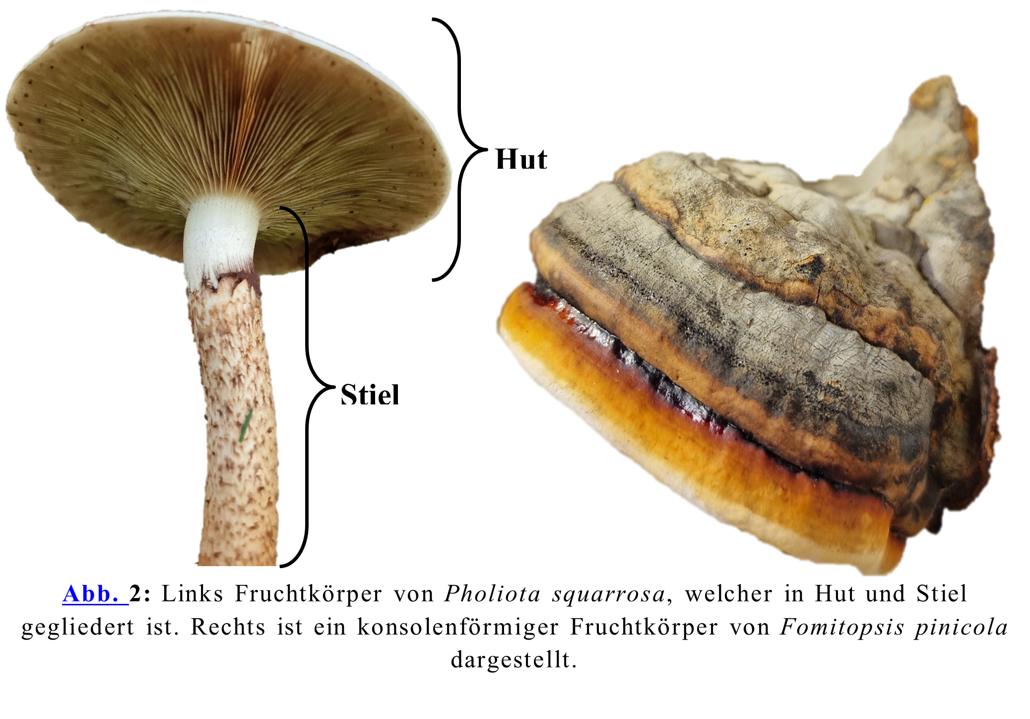 Links Fruchtkörper von Pholiota squarrosa, welcher in Hut und Stiel gegliedert ist. Rechts ist ein konsolenförmiger Fruchtkörper von Fomitopsis pinicola dargstellt.
