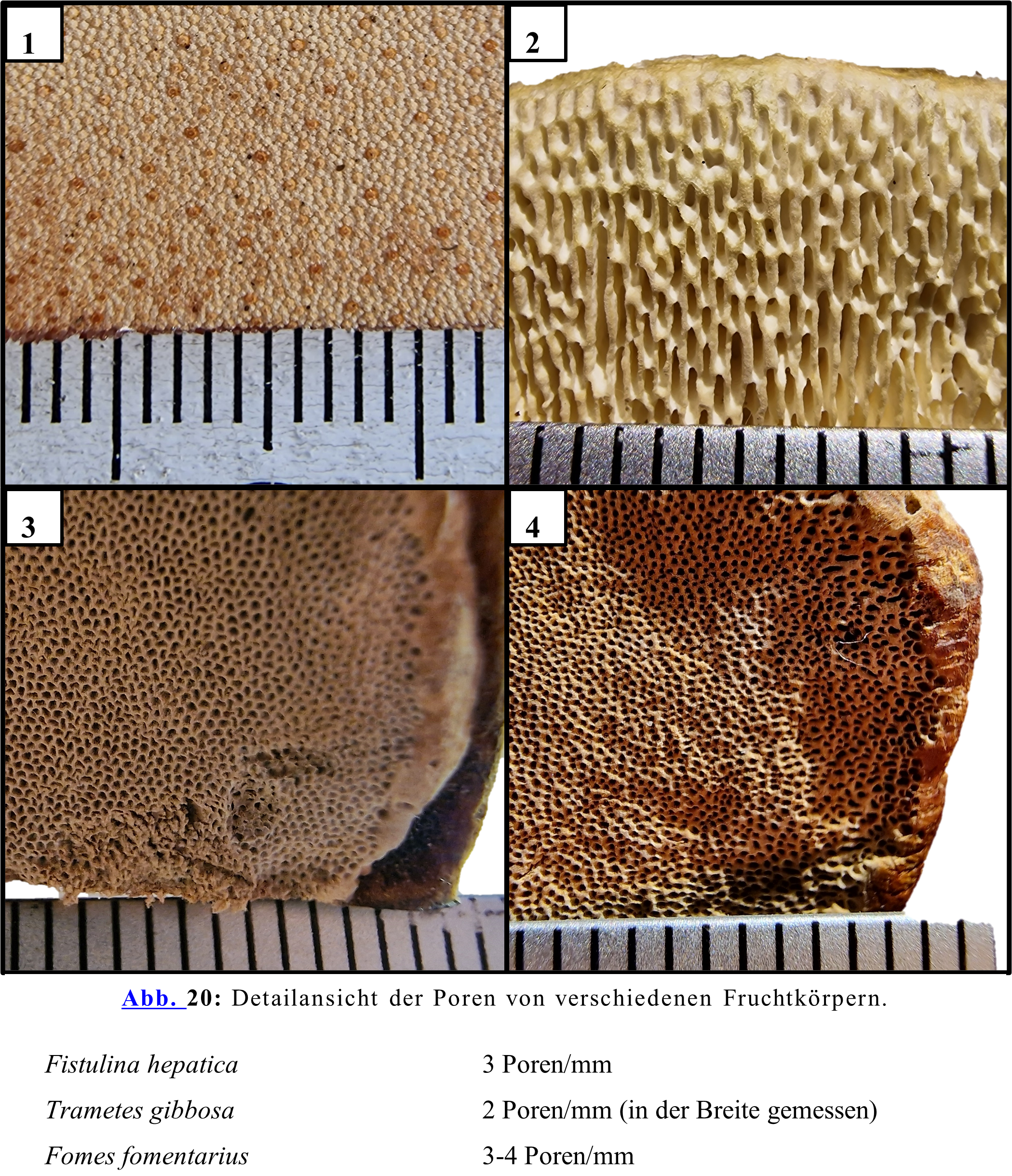 Detailansicht der Poren von verschiedenen Fruchtkörpern. 1.Fistulina hepatica 3 Poren/mm 2.Trametes gibbosa 2 Poren/mm (in der Breite gemessen) 3.Fomes fomentarius 3-4 Poren/mm 4.Phellinus igniarius 4-5 Poren/mm