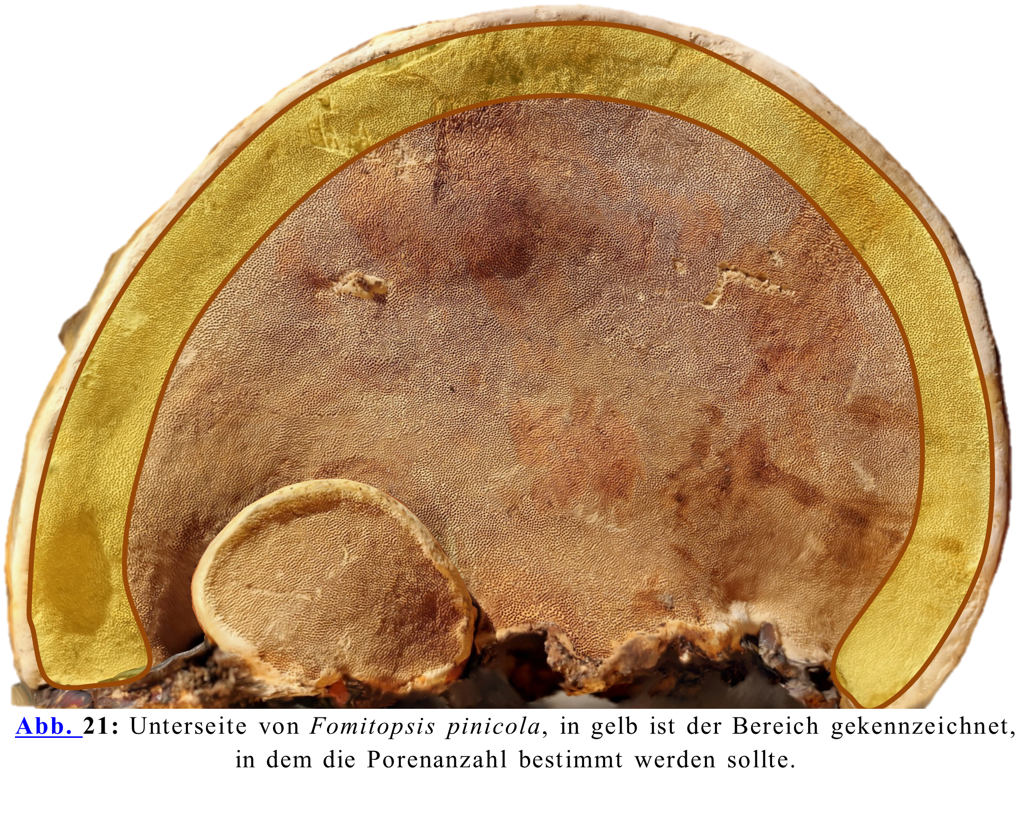 Unterseite von Fomitopsis pinicola, in gelb ist der Bereich gekennzeichnet, in dem die Porenanzahl bestimmt werden sollte.