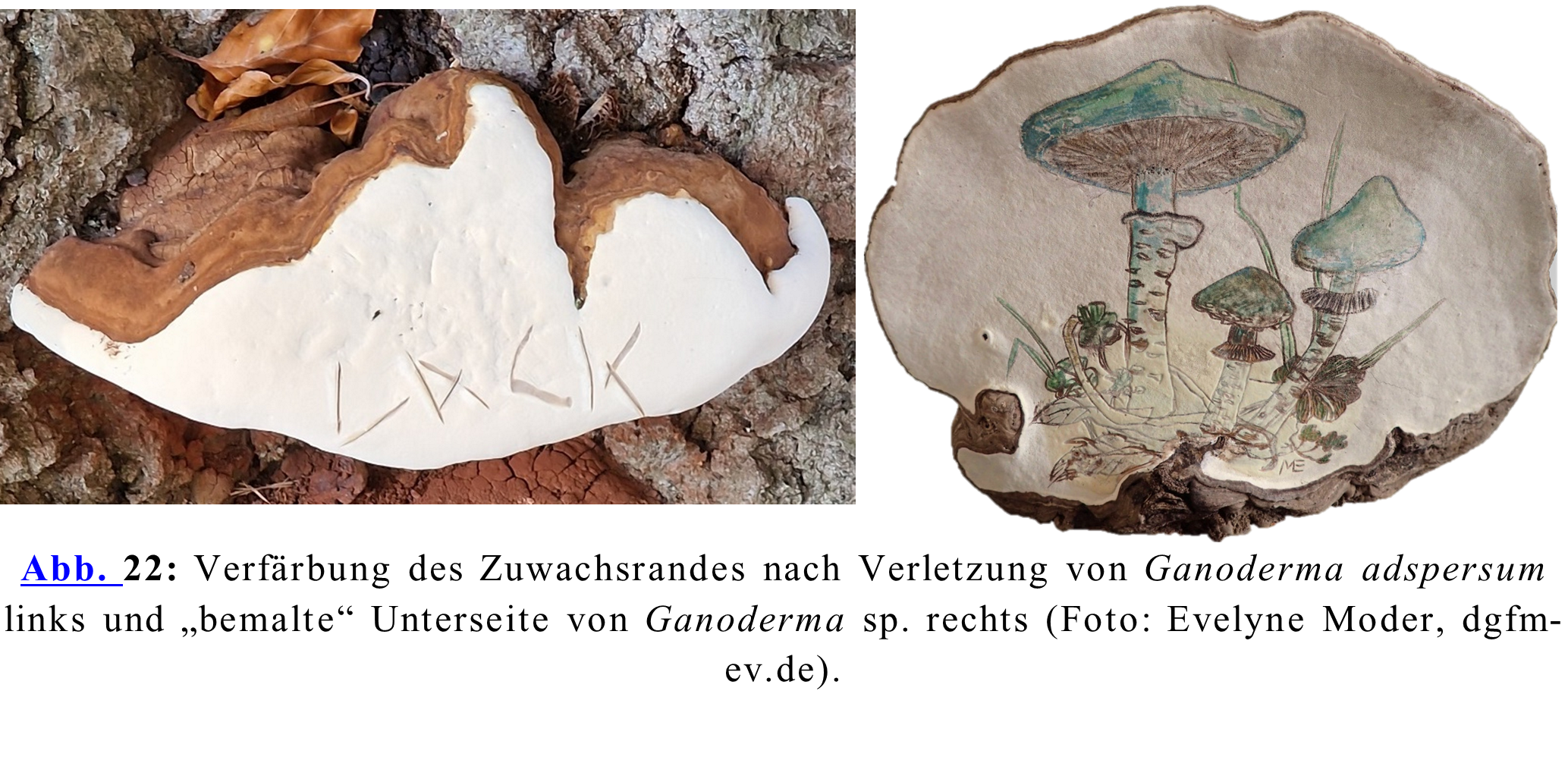 Verfärbung des Zuwachsrandes nach Verletzung von Ganoderma adspersum links und „bemalte“ Unterseite von Ganoderma sp. rechts (Foto: Evelyne Moder, dgfm-ev.de).