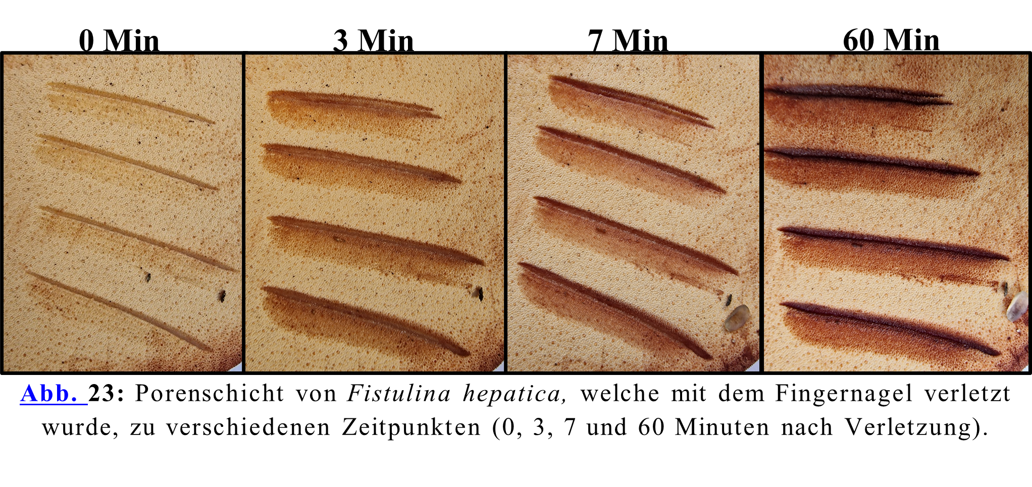 Porenschicht von Fistulina hepatica, welche mit dem Fingernagel verletzt wurde, zu verschiedenen Zeitpunkten (0, 3, 7 und 60 Minuten nach Verletzung).