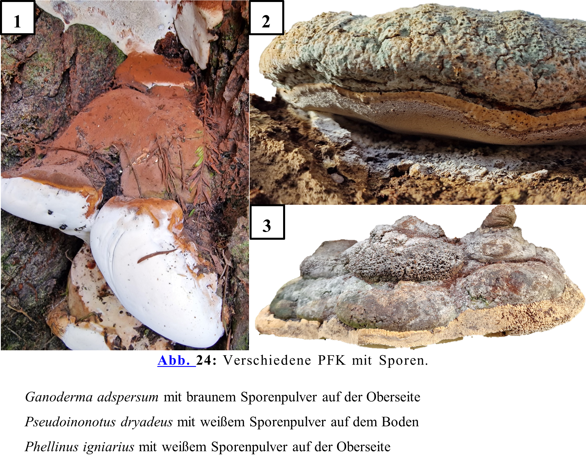 Verschiedene PFK mit Sporen. 1.Ganoderma adspersum mit braunem Sporenpulver auf der Oberseite 2.Pseudoinonotus dryadeus mit weißem Sporenpulver auf dem Boden 3.Phellinus igniarius mit weißem Sporenpulver auf der Oberseite