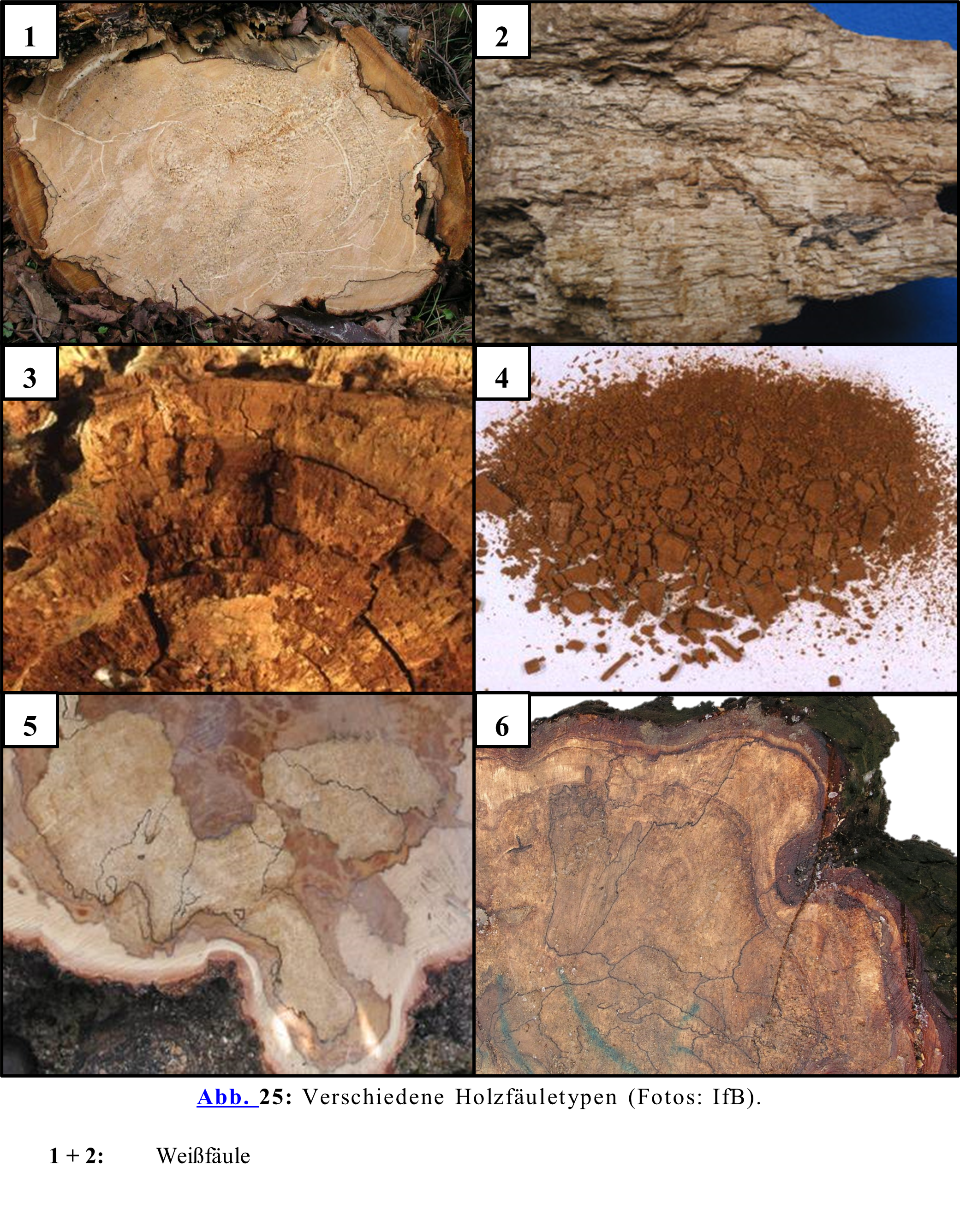 Verschiedene Holzfäuletypen (Fotos: IfB). 1 + 2: Weißfäule 3 + 4: Braunfäule 5 + 6: Moderfäule
