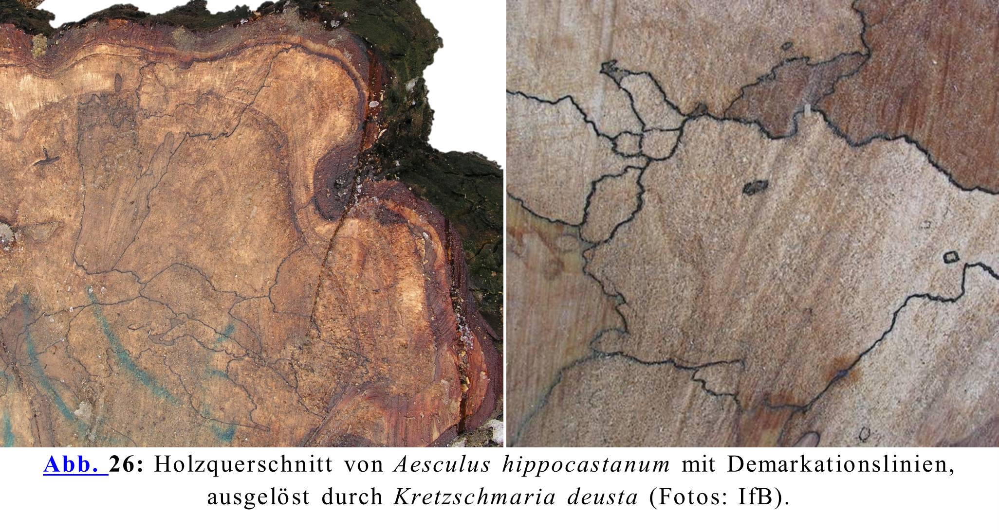 Holzquerschnitt von Aesculus hippocastanum mit Demarkationslinien, ausgelöst durch Kretzschmaria deusta (Fotos: IfB).