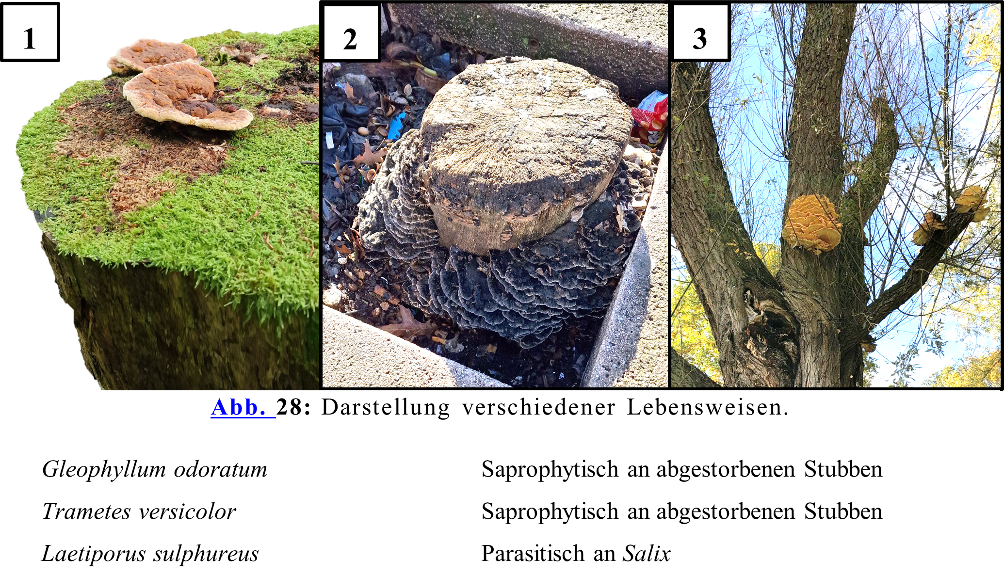 Darstellung verschiedener Lebensweisen. 1.Gleophyllum odoratum Saprophytisch an abgestorbenen Stubben 2.Trametes versicolor Saprophytisch an abgestorbenen Stubben 3.Laetiporus sulphureus Parasitisch an Salix