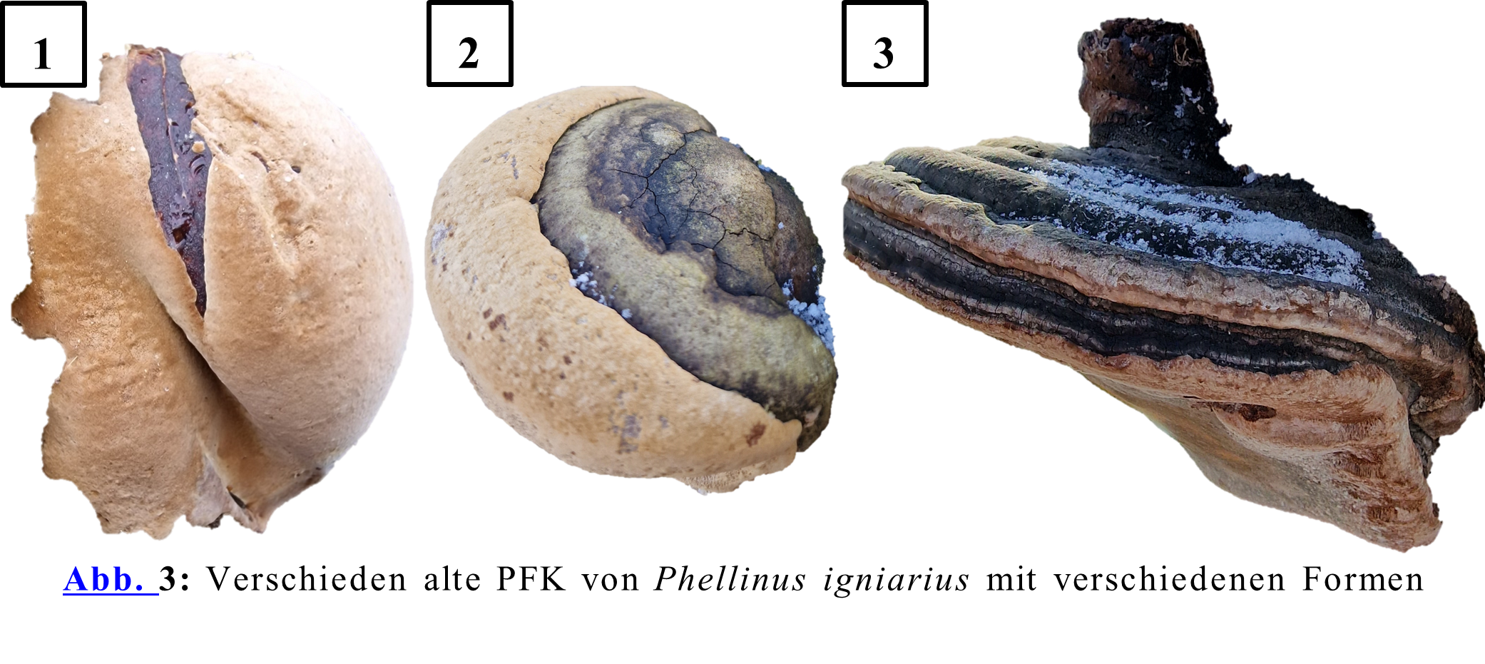 Verschieden alte PFK von Phellinus igniarius mit verschiedenen Formen