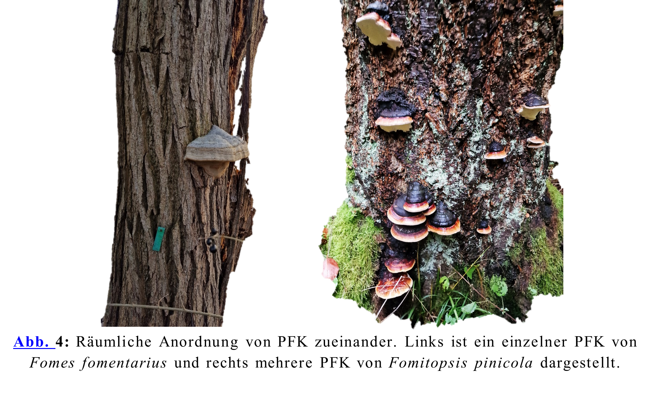 Räumliche Anordnung von PFK zueinander. Links ist ein einzelner PFK von Fomes fomentarius und rechts mehrere PFK von Fomitopsis pinicola dargestellt.