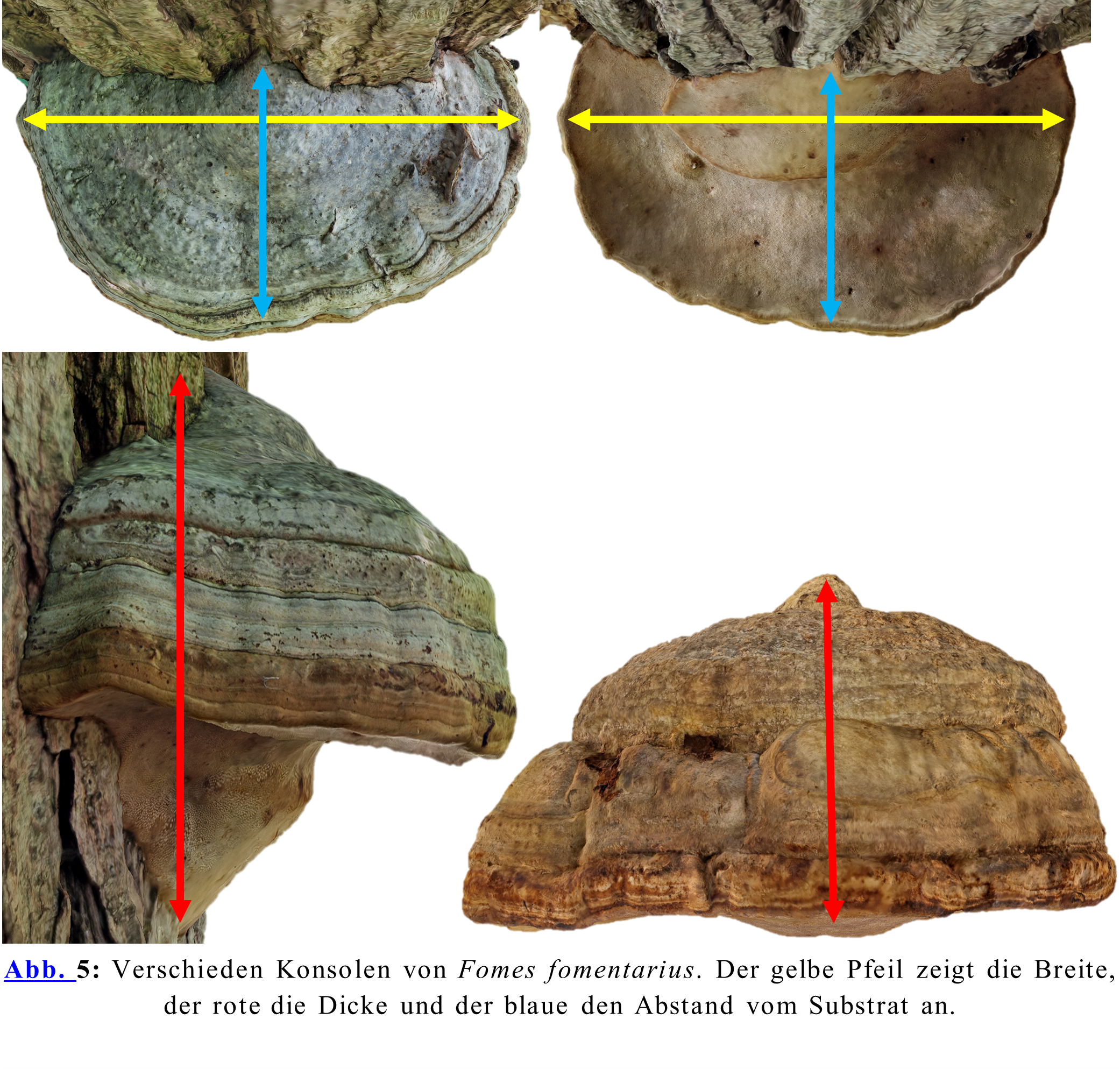 Verschieden Konsolen von Fomes fomentarius. Der gelbe Pfeil zeigt die Breite, der rote die Dicke und der blaue den Abstand vom Substrat an.