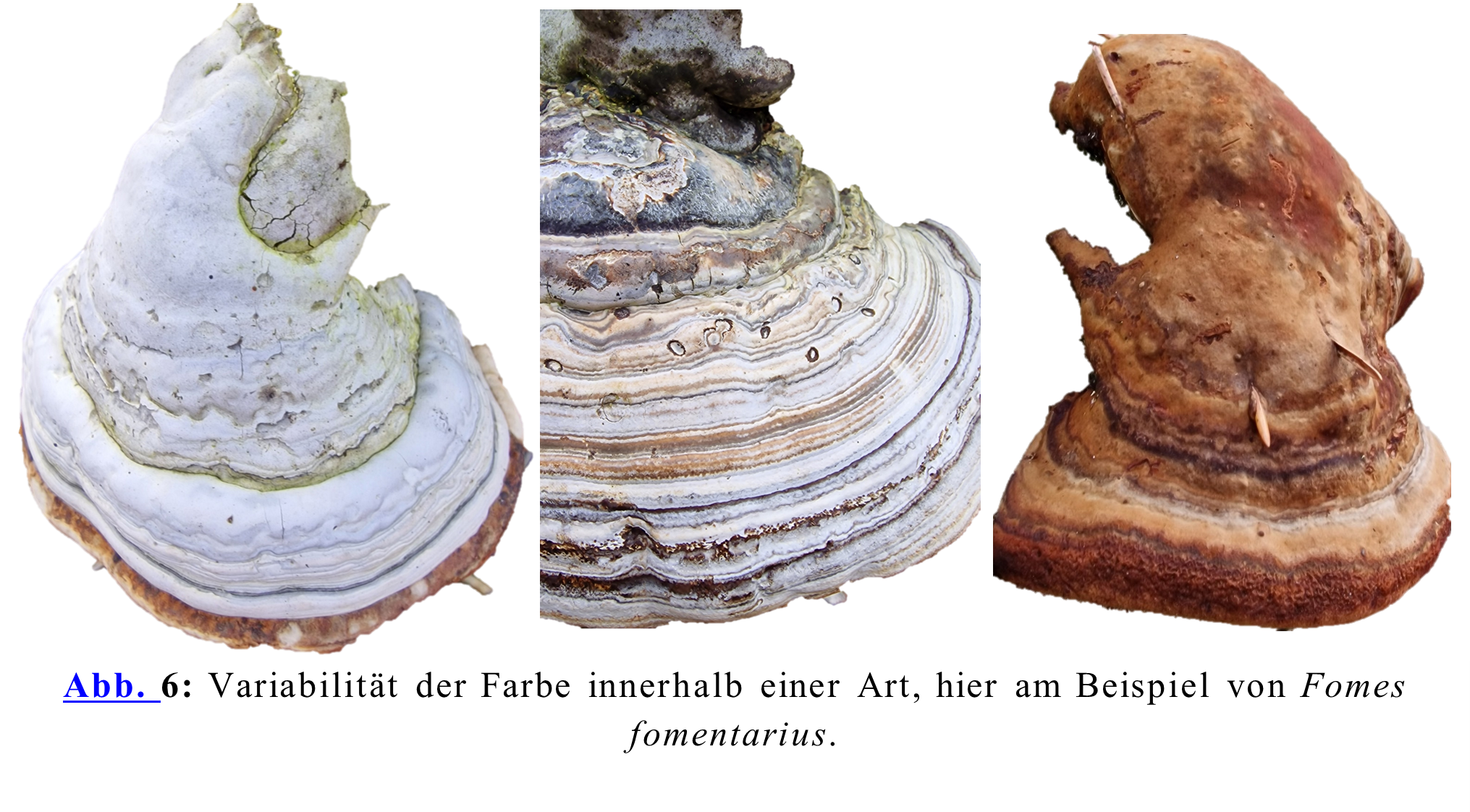 Variabilität der Farbe innerhalb einer Art, hier am Beispiel von Fomes fomentarius.