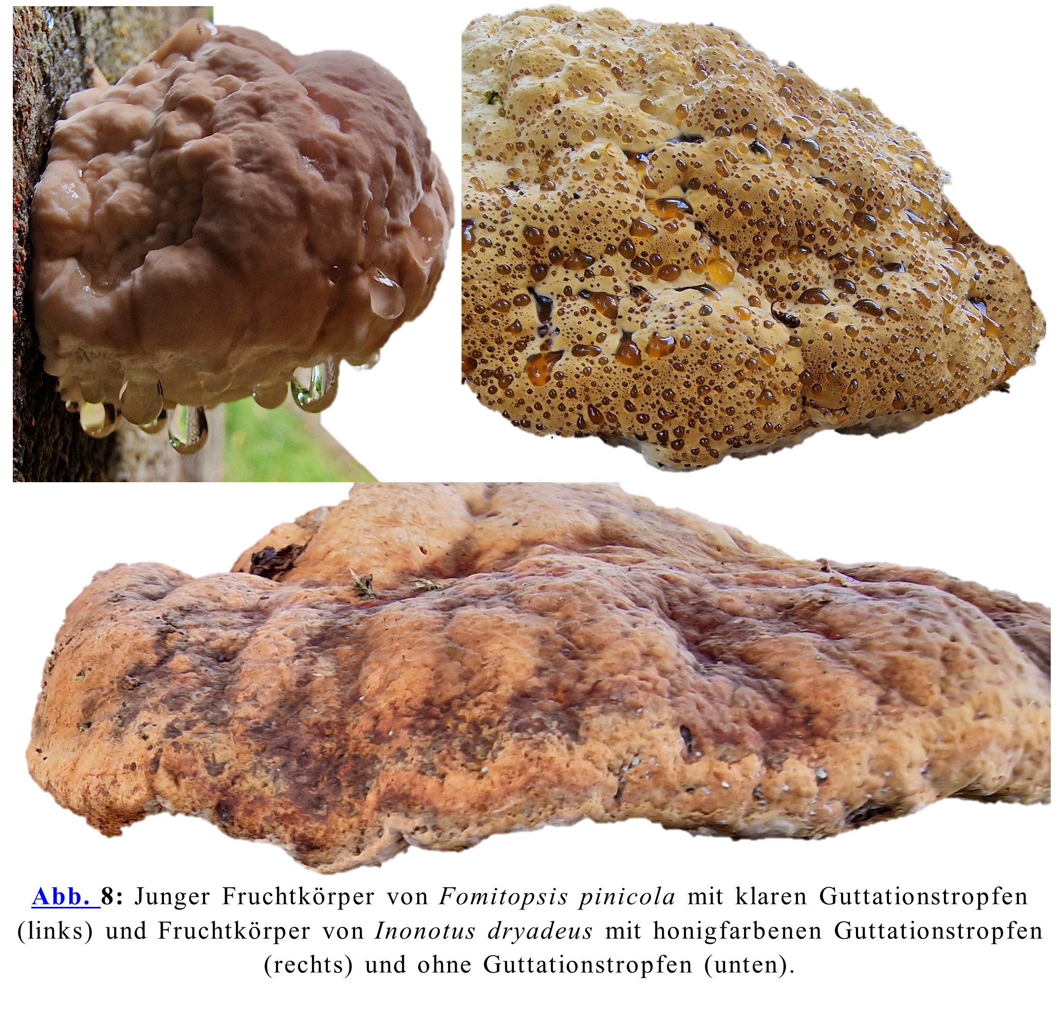Junger Fruchtkörper von Fomitopsis pinicola mit klaren Guttationstropfen (links) und Fruchtkörper von Inonotus dryadeus mit honigfarbenen Guttationstropfen (rechts) und ohne Guttationstropfen (unten).