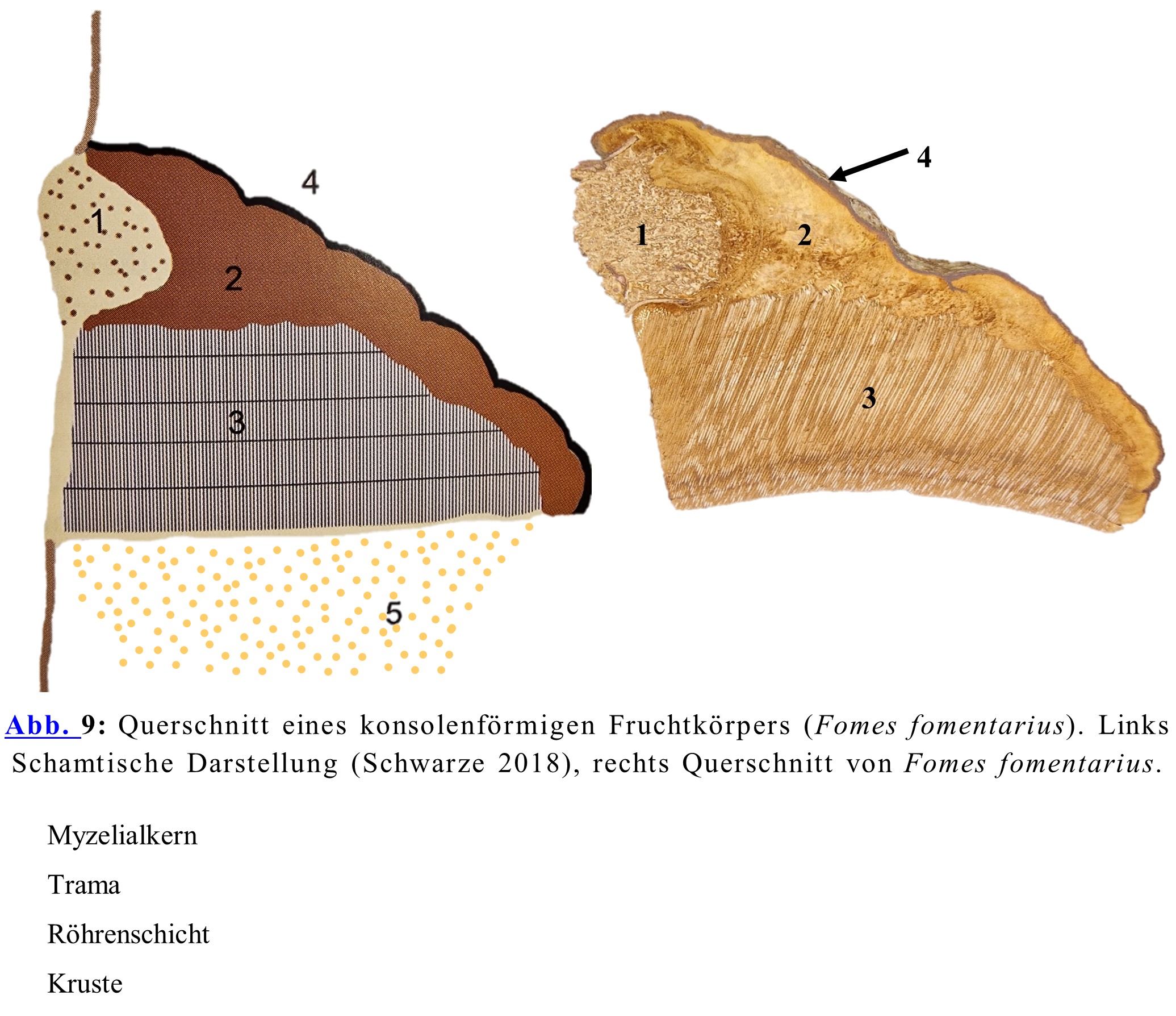 Querschnitt eines konsolenförmigen Fruchtkörpers (Fomes fomentarius). Links Schamtische Darstellung (Schwarze 2018), rechts Querschnitt von Fomes fomentarius. 1.Myzelialkern 2.Trama 3.Röhrenschicht 4.Kruste 5.Sporen